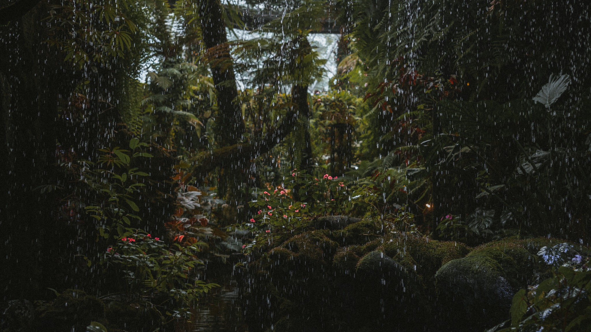 Rain falling through a dark lush garden