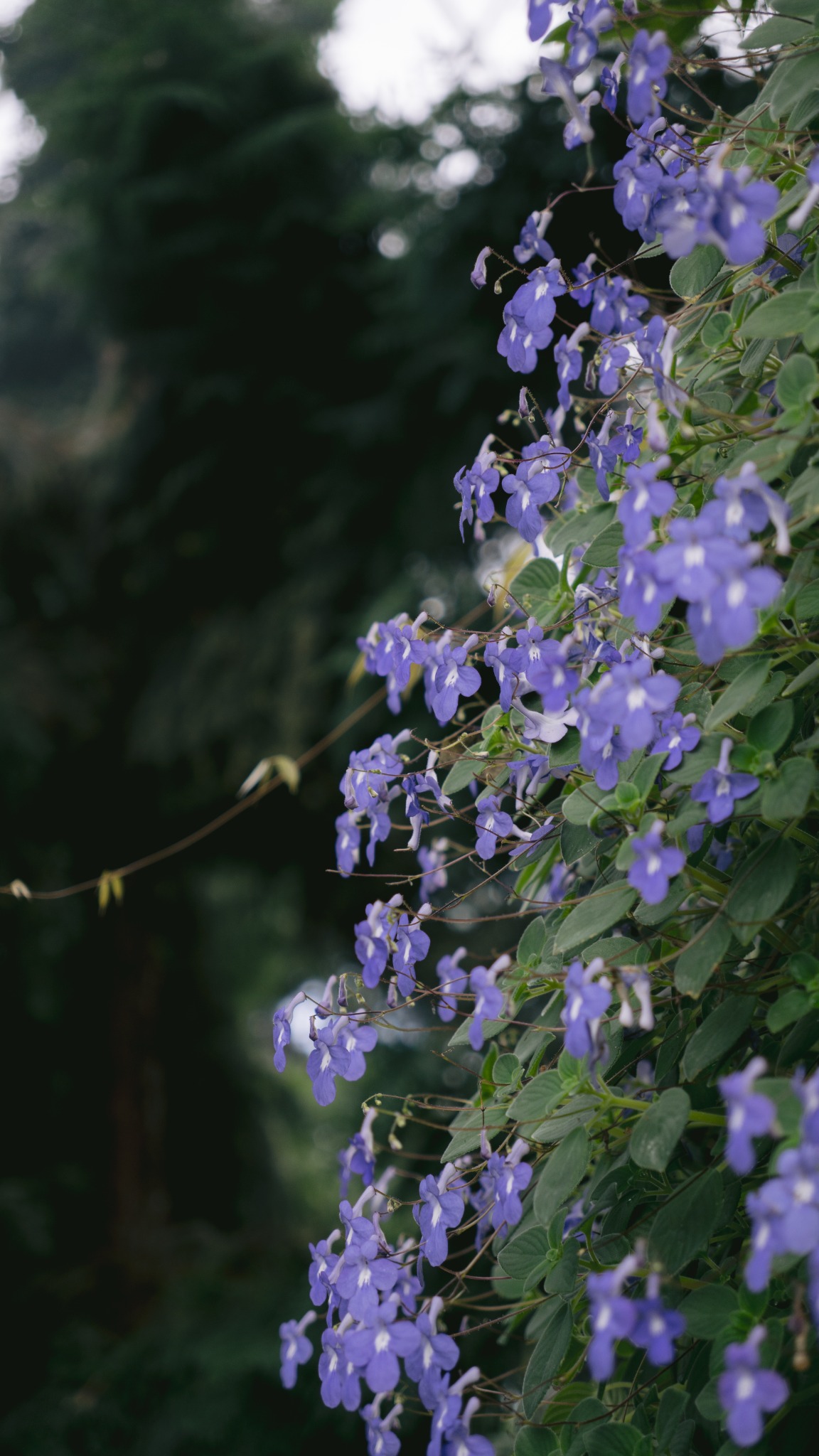 Purple flowers against a dark soft-focus background